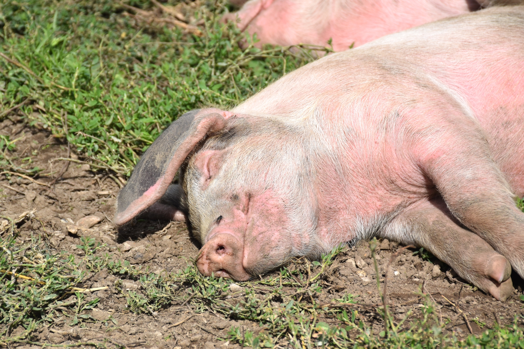 Schweinekrankheiten