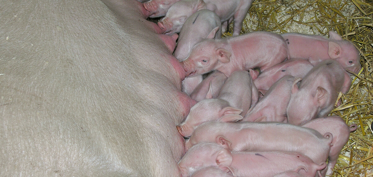 Schweinehaltung Zuchtbetrieb